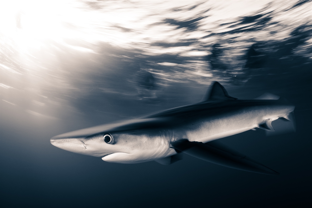News from CITES CoP19: Parties Take Historic Vote to Protect Requiem Sharks and Hammerheads